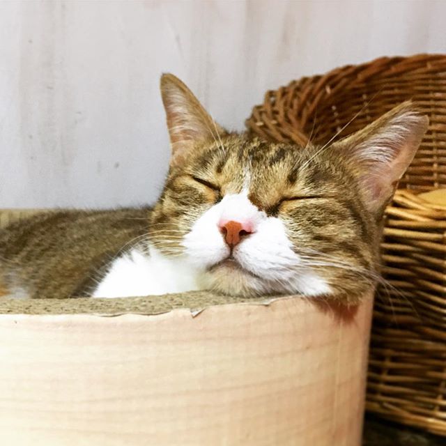 保護猫カフェネコリパブリック東京中野店で暮らすまいの様子