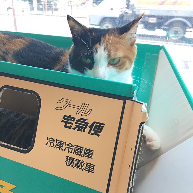 保護猫カフェネコリパブリック愛知江南店で暮らすみるくの様子