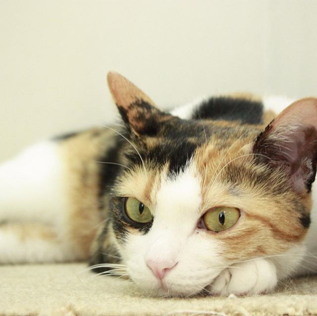 保護猫カフェネコリパブリック愛知江南店で暮らすみかんの様子