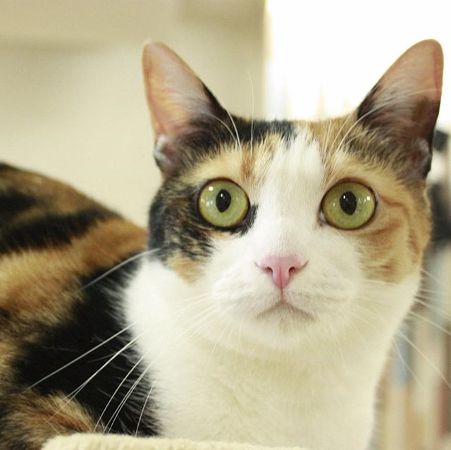保護猫カフェネコリパブリック愛知江南店で暮らすみかんの様子
