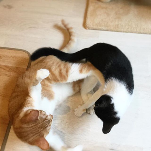 保護猫カフェネコリパブリックで暮らすリョウ ノノの様子