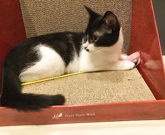 保護猫カフェネコリパブリックで暮らすノノの様子