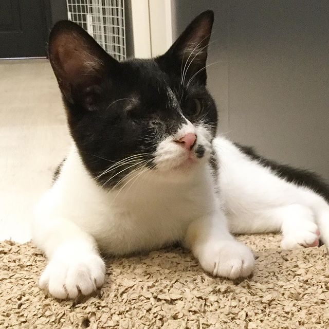 保護猫カフェネコリパブリックで暮らすノノの様子