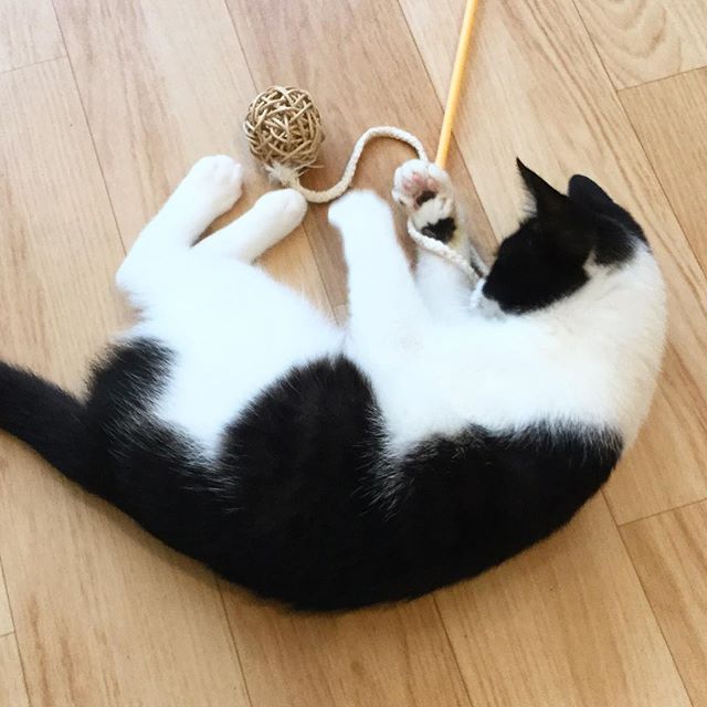 保護猫カフェネコリパブリックで暮らすノノの様子