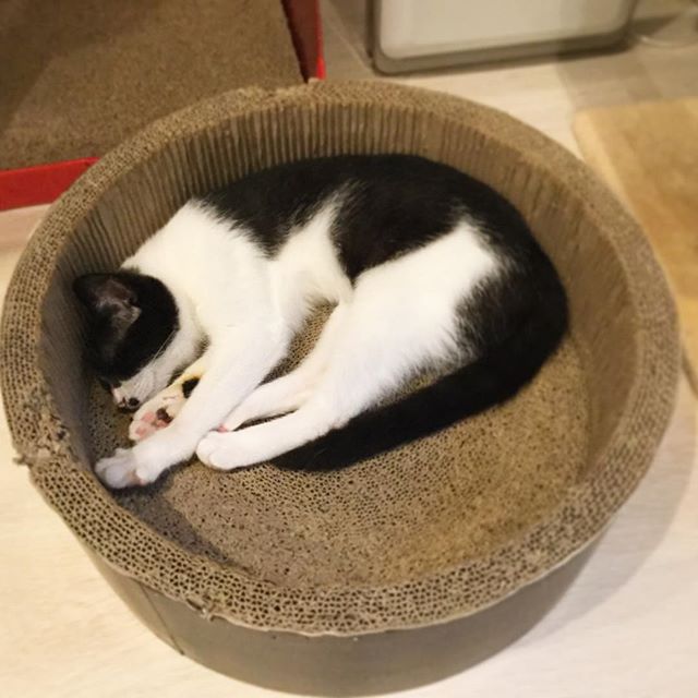 保護猫カフェネコリパブリックで暮らすノノの様子