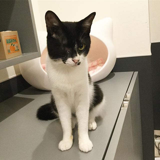 保護猫カフェネコリパブリックで暮らすノノの様子