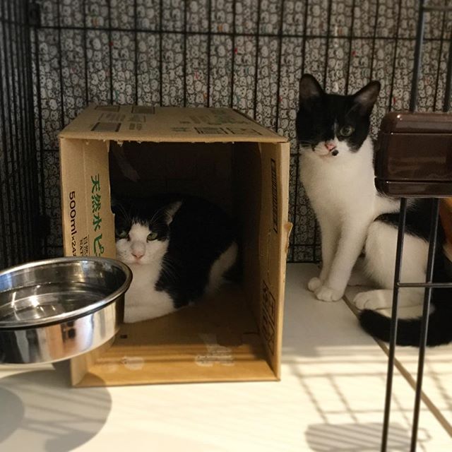 保護猫カフェネコリパブリックで暮らすエリ ノノの様子