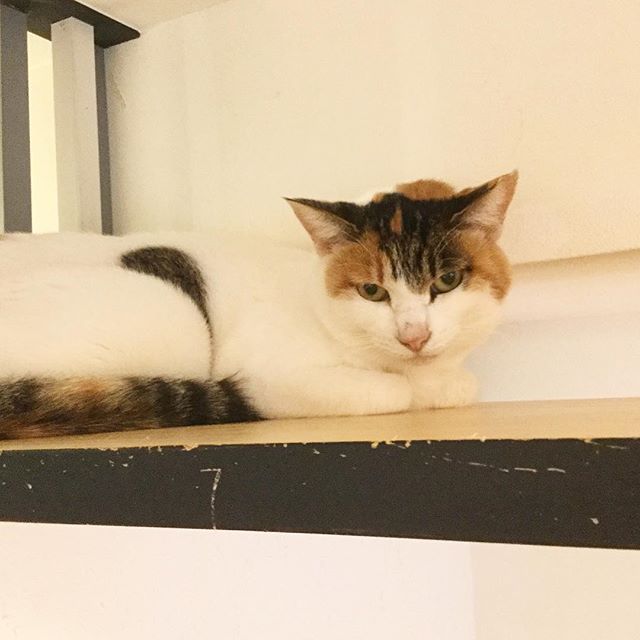保護猫カフェネコリパブリックで暮らす小鞠の様子